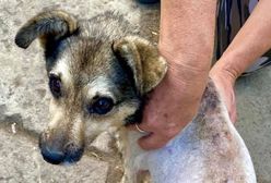 Góra. Policjant zaniedbał psa. Zaskakująca reakcja służb