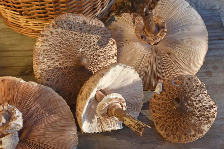 Czubajki kanie to jedne z najsmaczniejszych grzybów w polskich lasach
