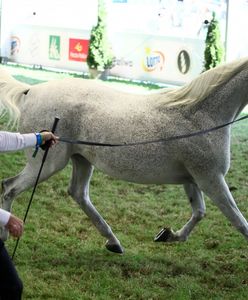 Nowy szef stadniny w Michałowie. To on zaczął słynną "dobrą zmianę"