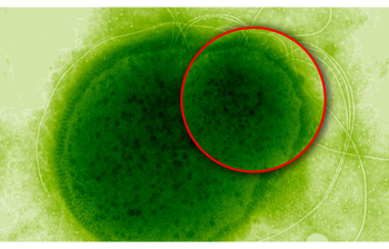 Mikroorganizm z głębin. Znosi dawki promieniowania zabójcze dla ludzi