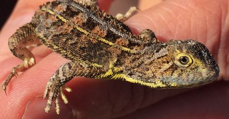 W Australii odnaleziono gatunek uznawany za wymarły