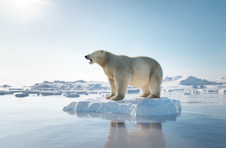 Niedźwiedzie polarne przetrwają kryzys klimatyczny