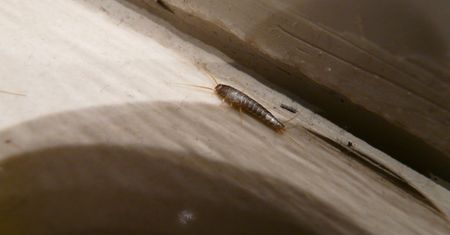Pojawiają się zaraz po zgaszeniu światła. O czym naprawdę świadczy obecność rybików w domu