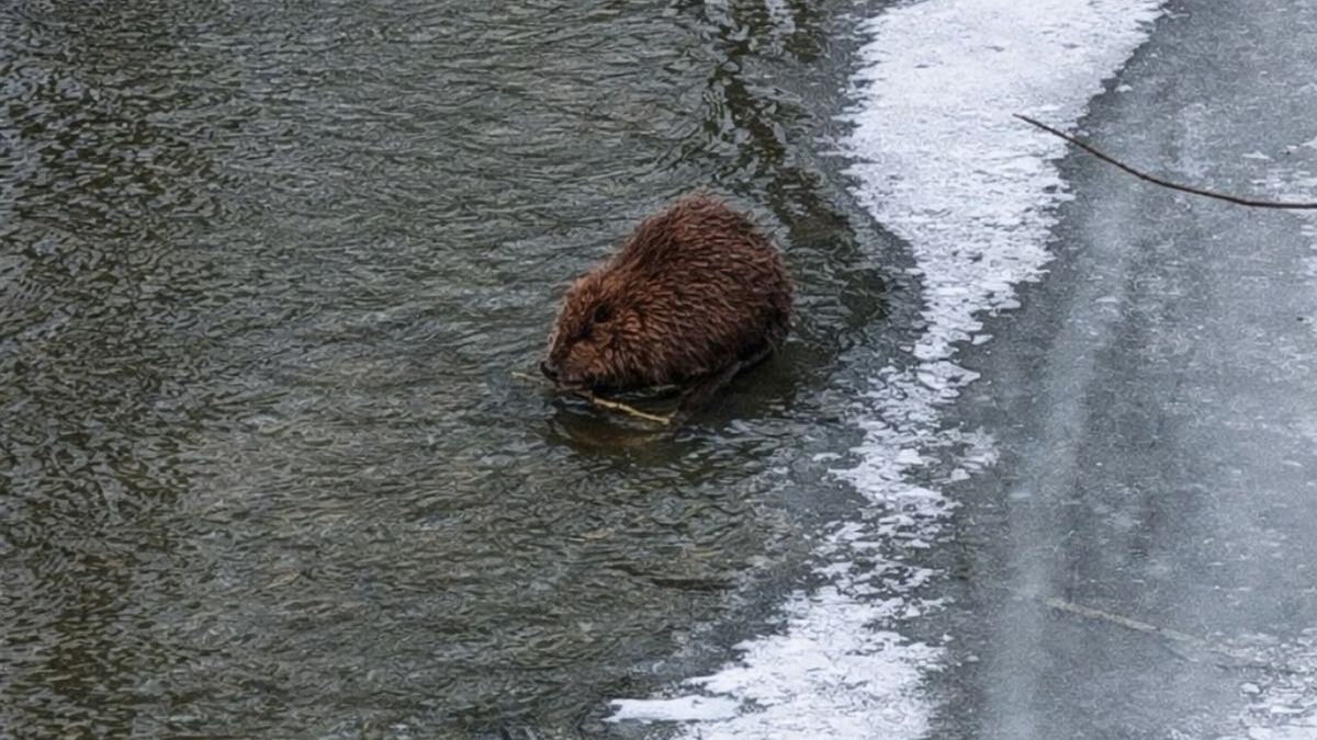 Niespodziewane spotkanie nad rzeką