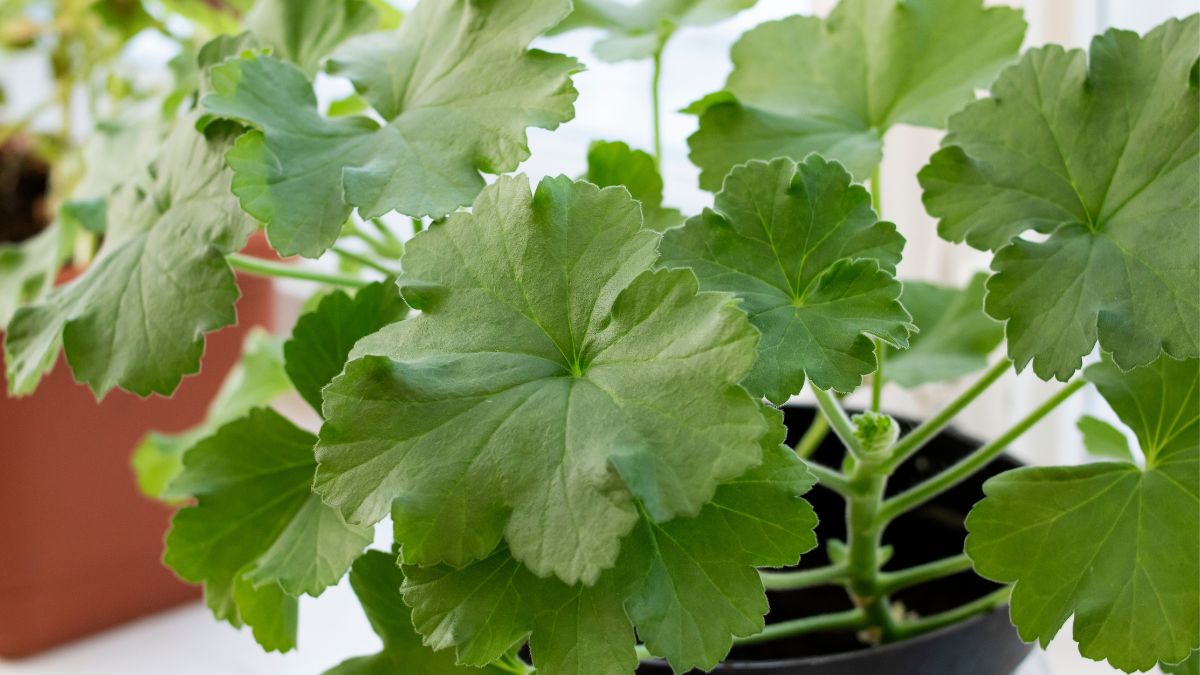 Pelargonia po zimie.