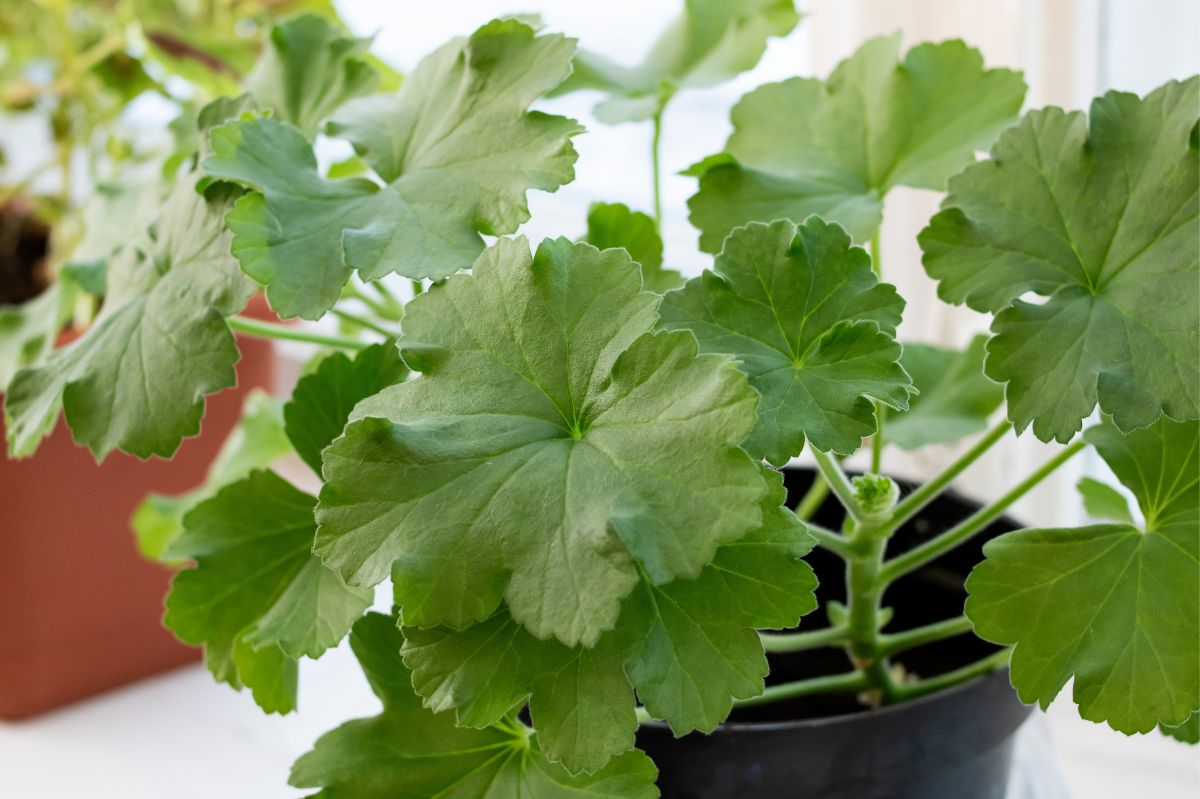 Podlewam pelargonie. Szybko budzą się po zimie i obsypują kwiatami