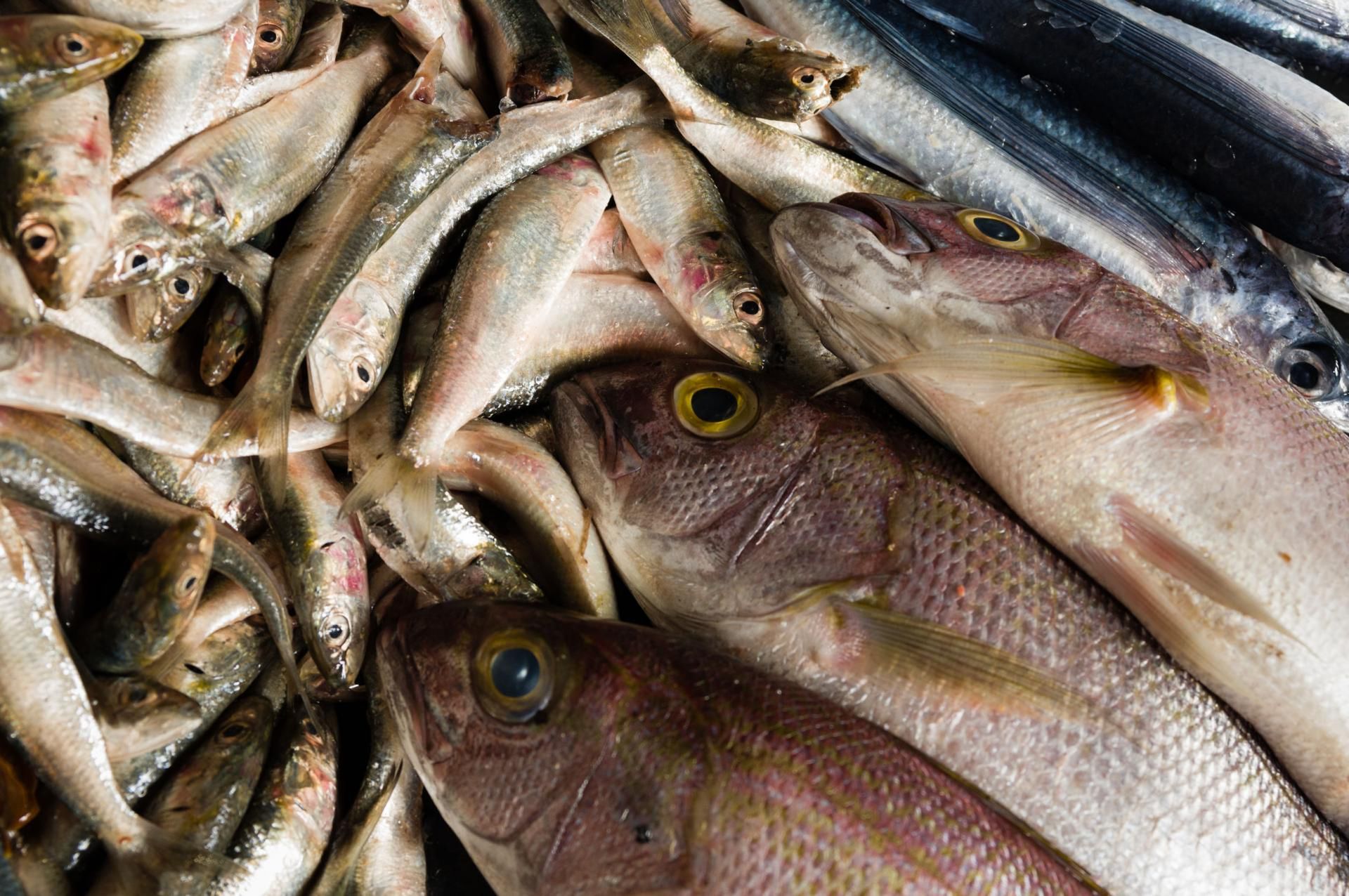 Szkodliwe ryby dla zdrowia