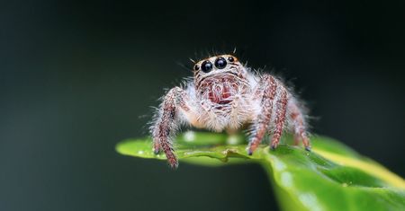 Jak fotografować owady, by ich nie spłoszyć