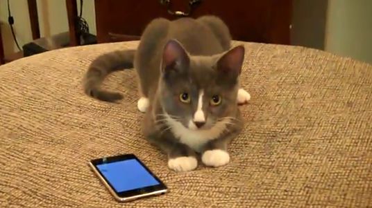 There's an app for cat [wideo] 1