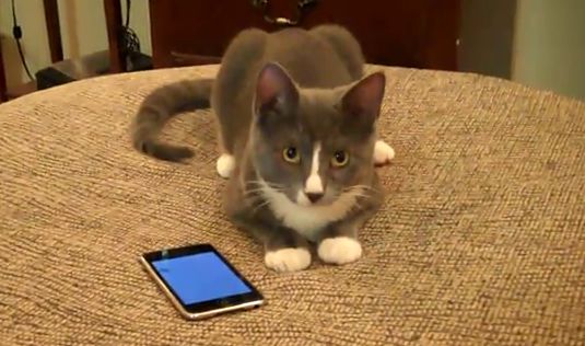 There's an app for cat [wideo]