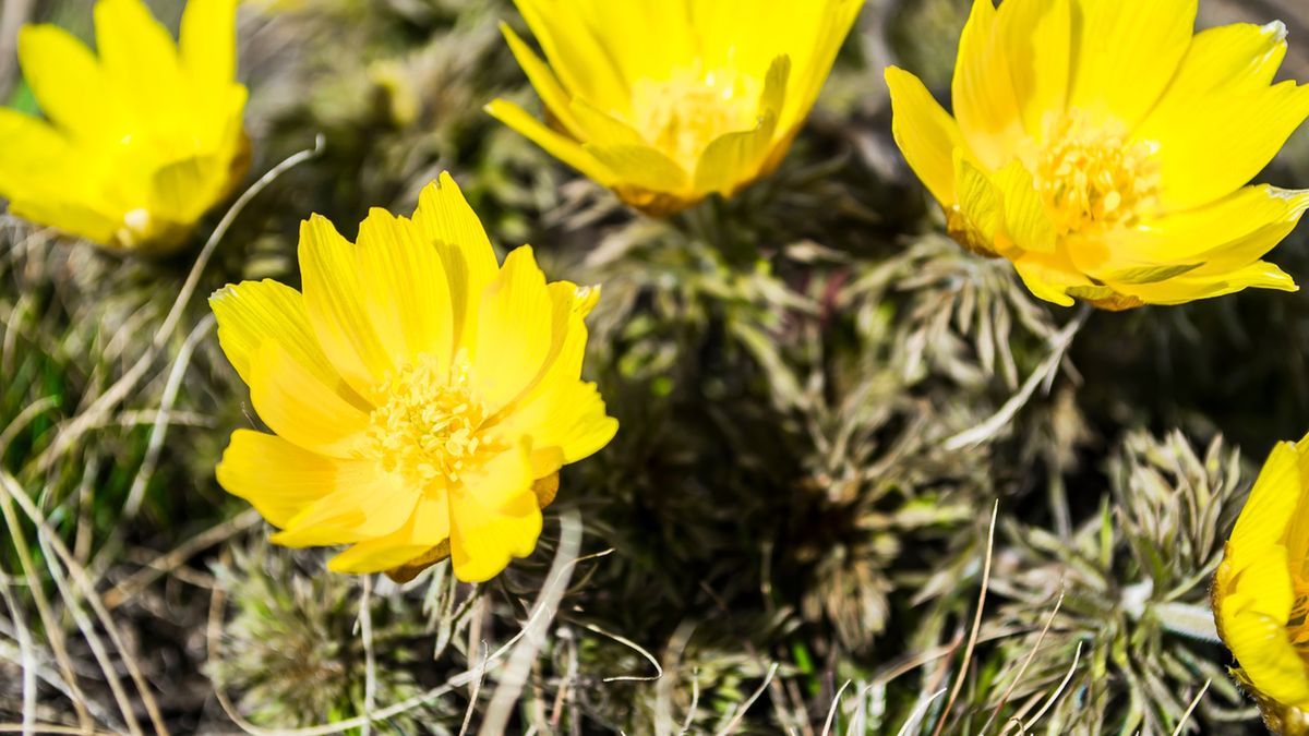 Miłek wiosenny to roślina, która w Polsce objęta jest ścisłą ochroną gatunkową