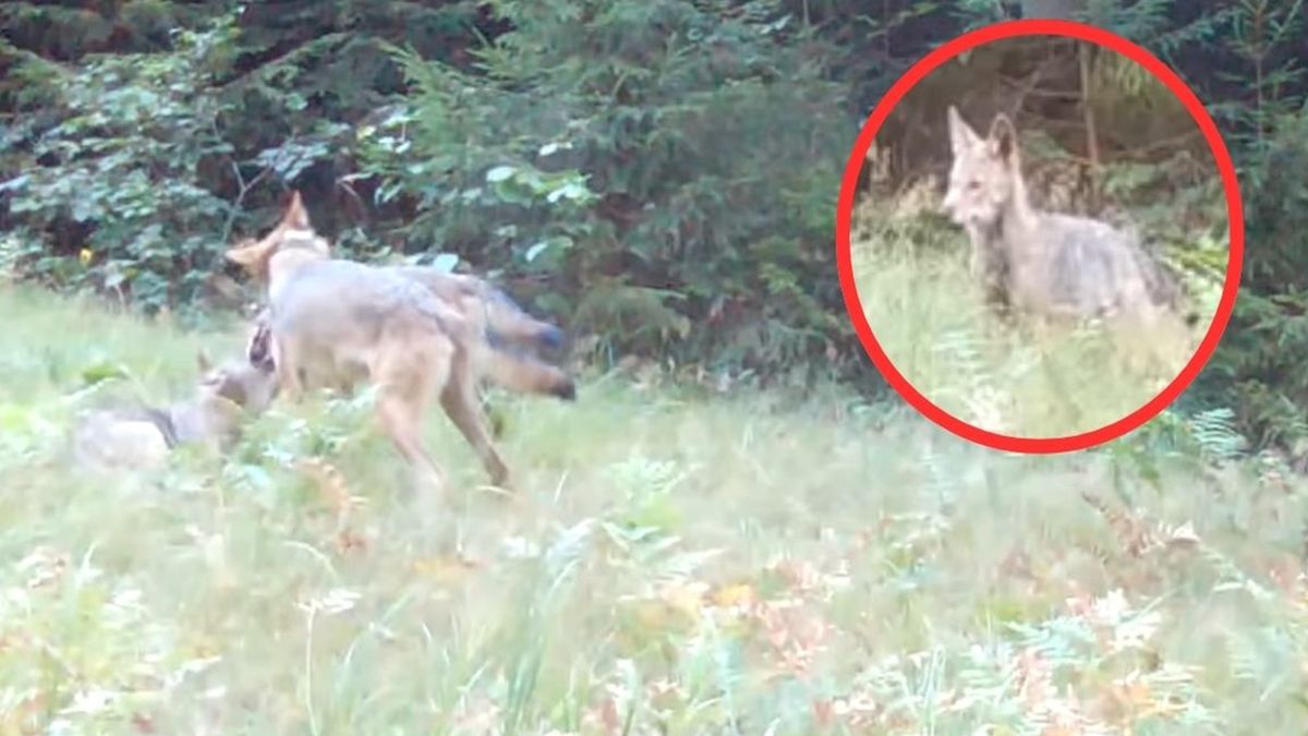 Leśnicy apelują o informacje w sprawie zaginionego wilka