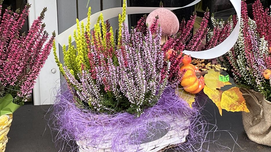 Stroiki na Wszystkich Świętych. Wrzosy są zawsze popularne. 