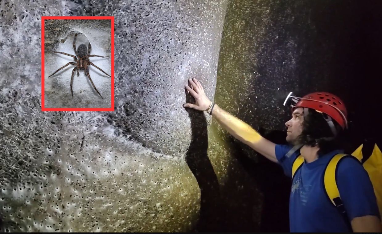 Widok, jak z filmu. Gigantyczna pajęczyna i tysiące osobników