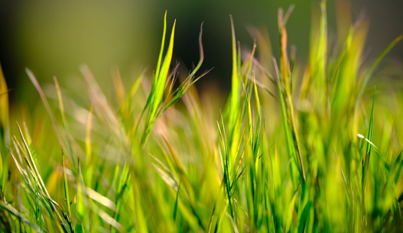 field of grass in spring
yvelines department, france, april 21,2021