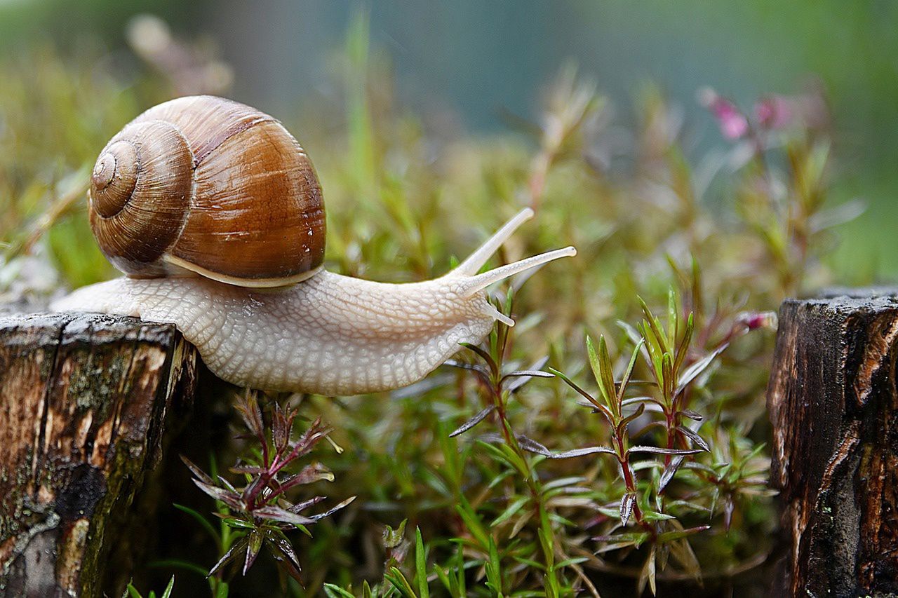 Effective ways to combat garden snails without harming plants