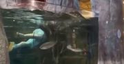 USA. Klient wskoczył do akwarium w sklepie wędkarskim [WIDEO]