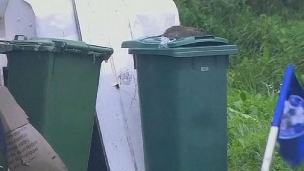 Szczur na śmietnikach w pobliżu rozgrywania meczu