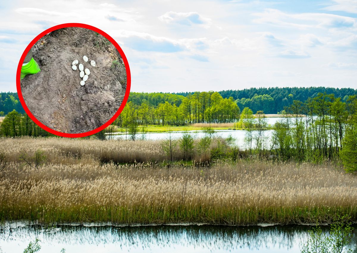 Naukowcy będą prowadzić badania nad znalezionymi jajami 