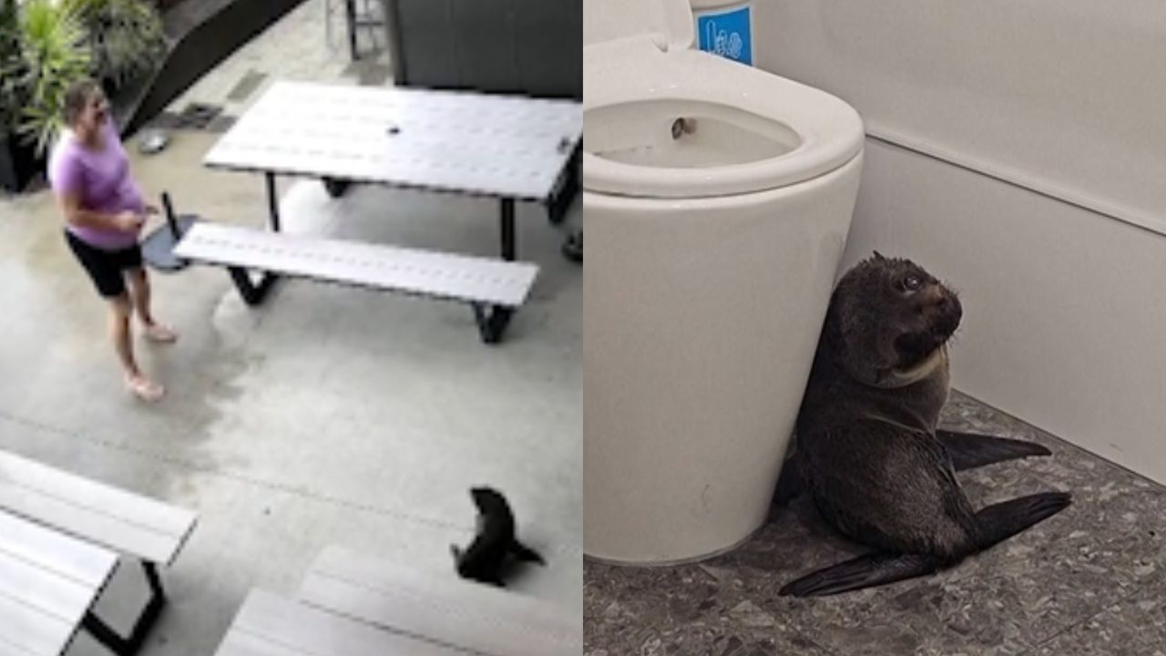 Tego klienci się nie spodziewali. Foka robi nalot na bar w Nowej Zelandii