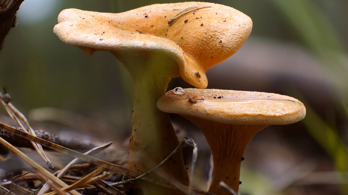 Ten grzyb bardzo upodabnia się do kurki