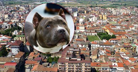 Mieszkali z pitbullem. Nie żyje 9-miesięczna dziewczynka