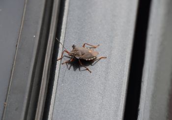 Nie ma lepszego sposobu. Owady nawet się nie zbliżą