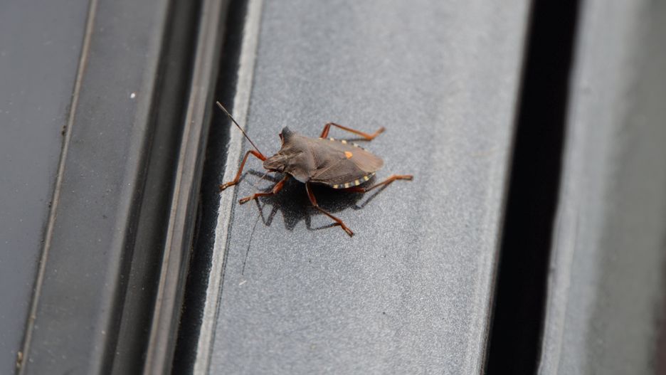 Wtyk amerykański pojawia się na przełomie lata i jesieni 