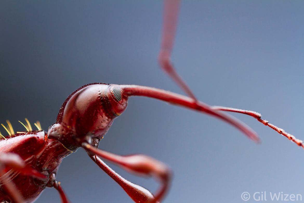 Laowa 25 mm f/2.8 2.5-5x Ultra Macro - zdjęcia przykładowe i cena 14