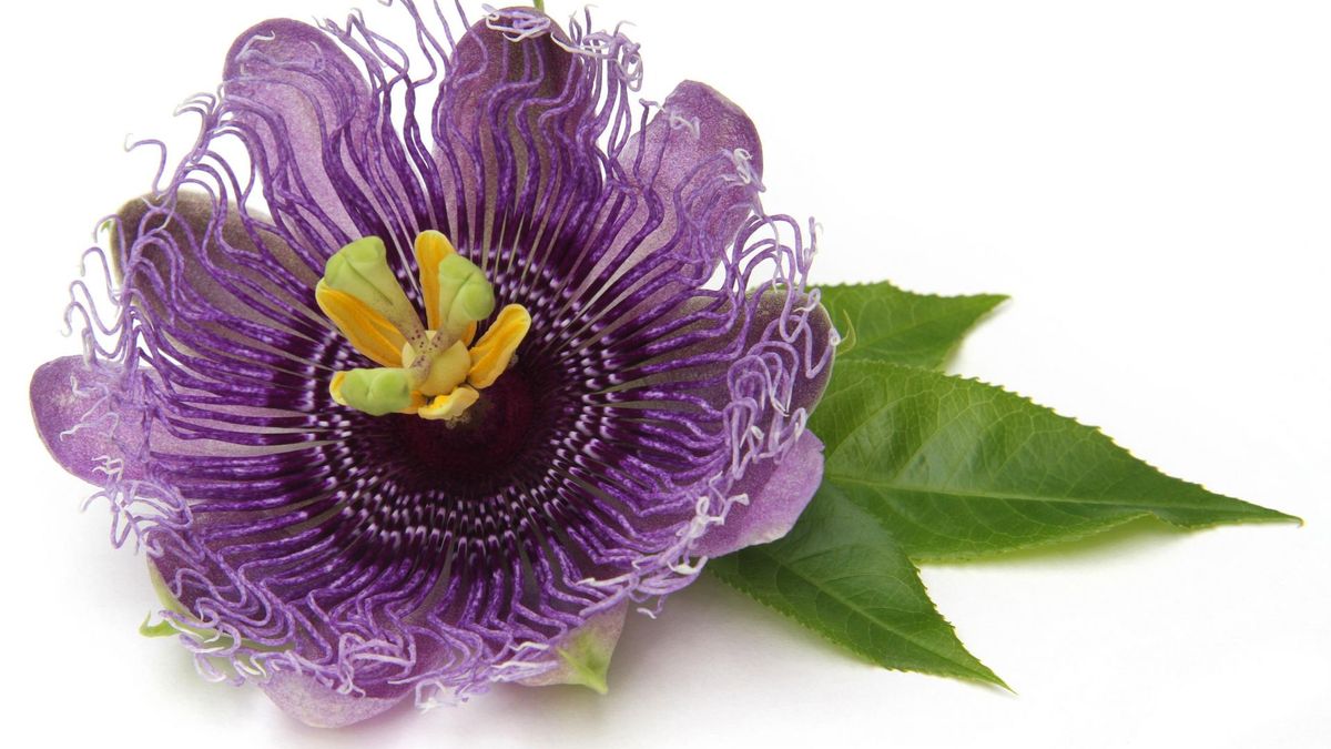 Passiflora incarnata wykazuje działanie uspokajające, przeciwlękowe oraz przeciwdrgawkowe