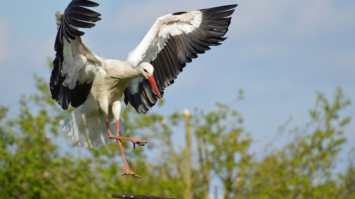 Nietypowe zachowanie bociana w Piszu