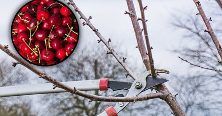 Masz w ogrodzie czereśnię? Zrób to wiosną, a w sezonie obsypie się owocami