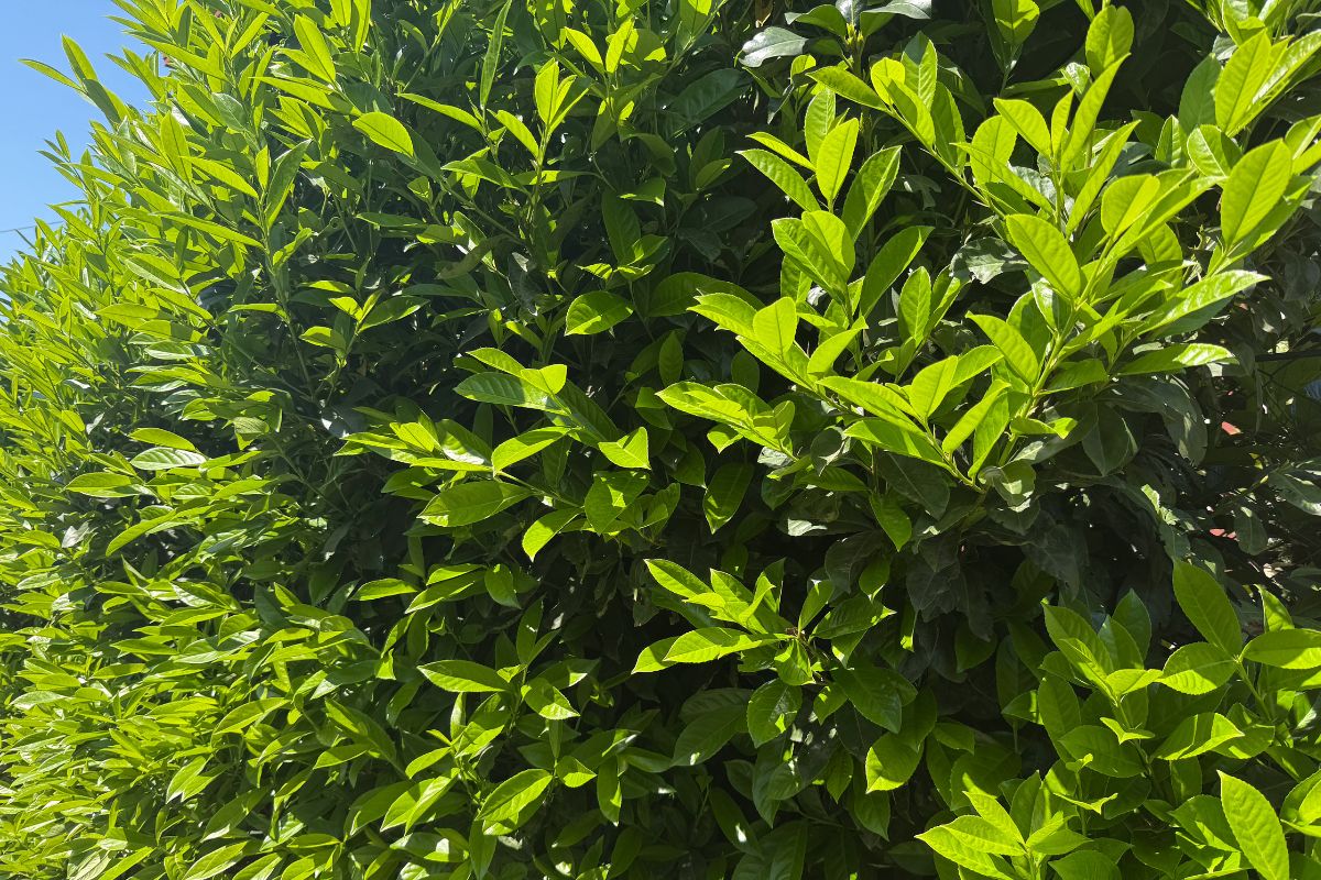 Kiedy sadzić laurowiśnię? Ten termin jest odpowiedni