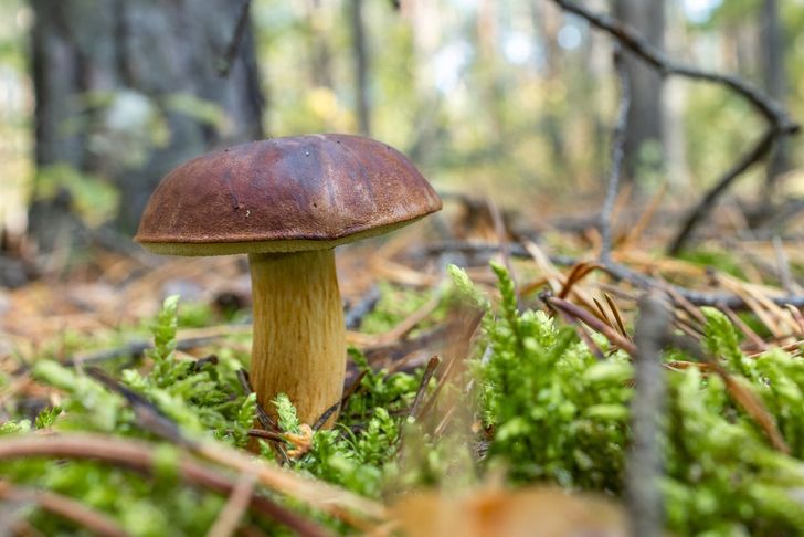 Płacimy setki złotych w sieci. Tak można się naciąć na grzybach