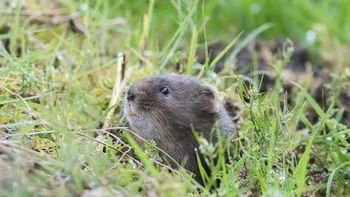 Znów są w polskich ogrodach. Zareaguj, zanim zaczną niszczyć uprawy
