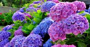 Wlej pod hortensje. Nie ma dla nich lepszego nawozu