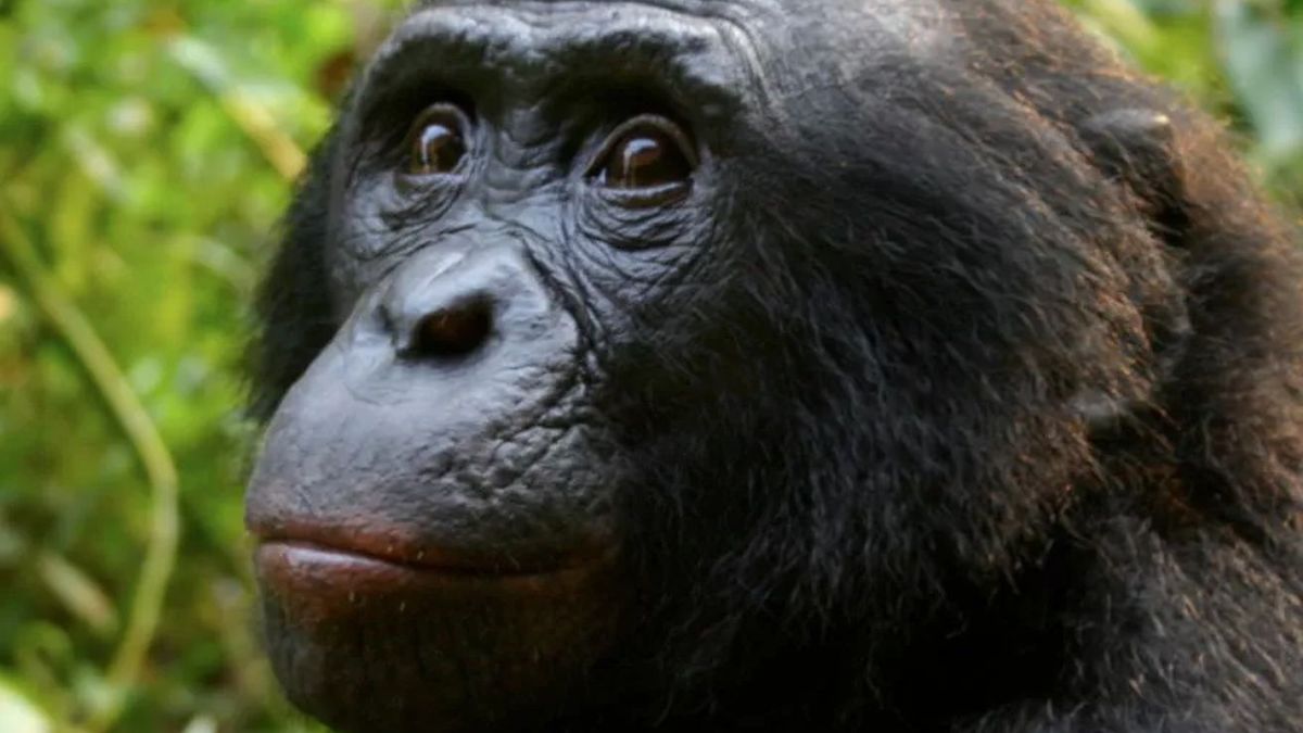 Naukowcy przyjrzeli się zachowaniu szympansów