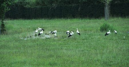 Niemcy mają poważny problem z bocianami. "Pozostawiają odchody, hałasują"