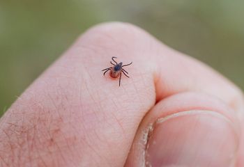 Kleszcze znów się pokazują. Czy grupa krwi ma dla nich znaczenie?