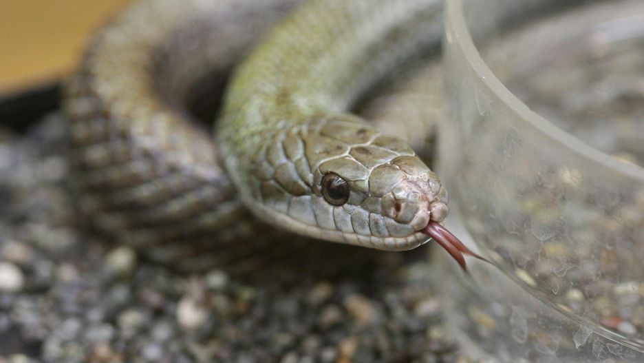 Indie. 100 dzieci zatruło się posiłkiem, do którego wpadł wąż