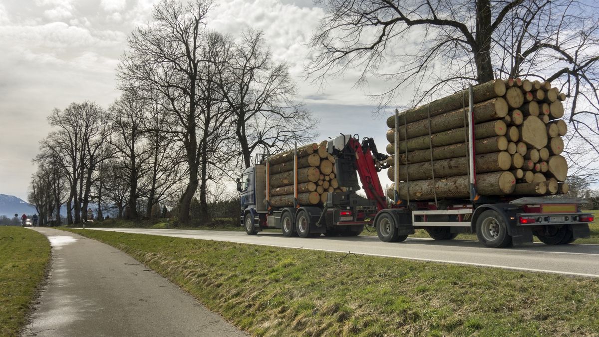 Drewno z Białorusi dostaje się do Polski