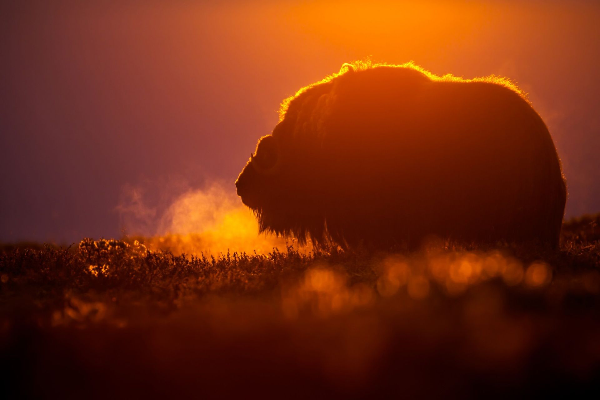 Zachwycająca natura Ziemi na zdjęciach z konkursu Nature Photographer of the Year 2015 6