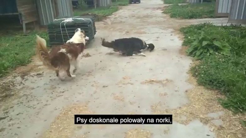 Krwawy biznes futerkowców