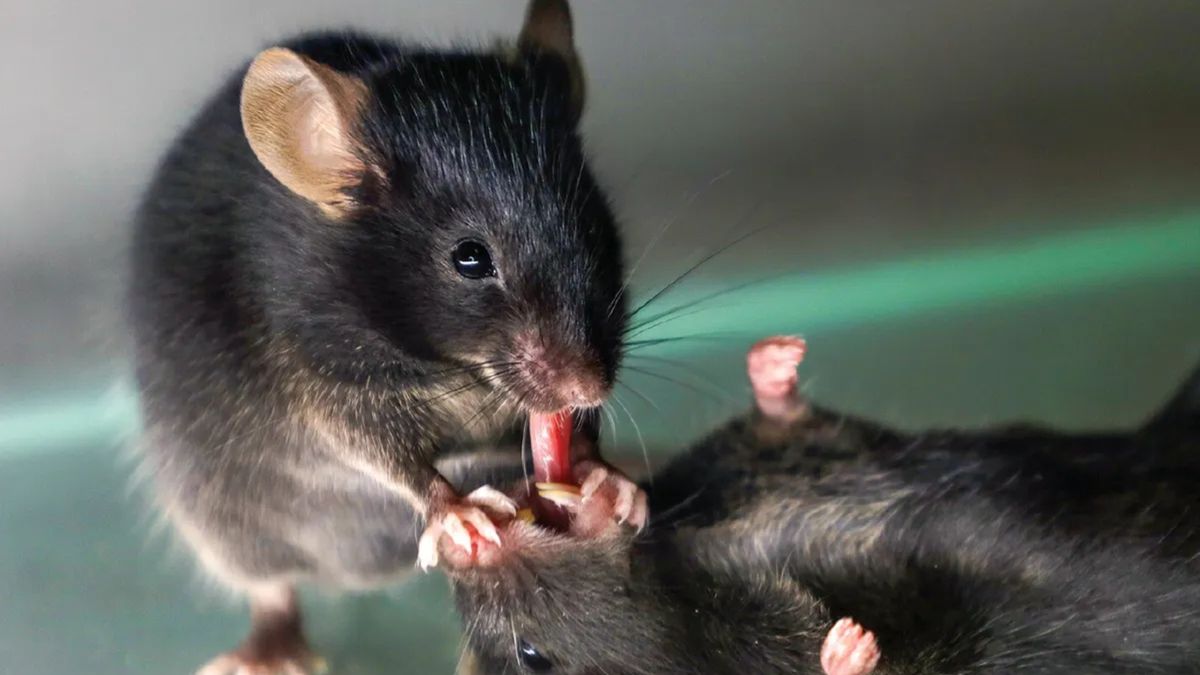 Mysz udziela pierwszej pomocy nieprzytomnemu osobnikowi, Science