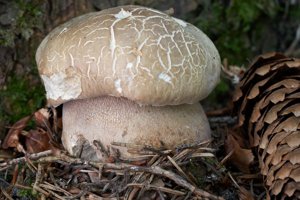 Borowik usiatkowany jest smaczniejszy od prawdziwka