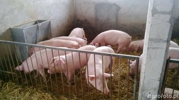 Ceny tuczników 2025. ASF w Hiszpanii i Polsce podnosi napięcie