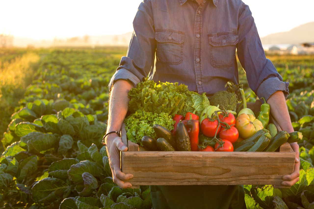Rolnik noszący warzywa w drewnianej skrzyni. Zdjęcie ilustracyjne.