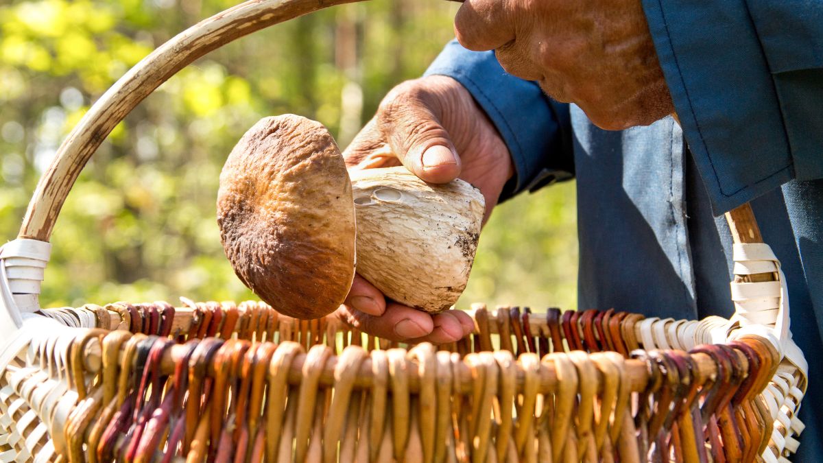 Wybierając się na grzyby, warto wiedzieć na co uważać