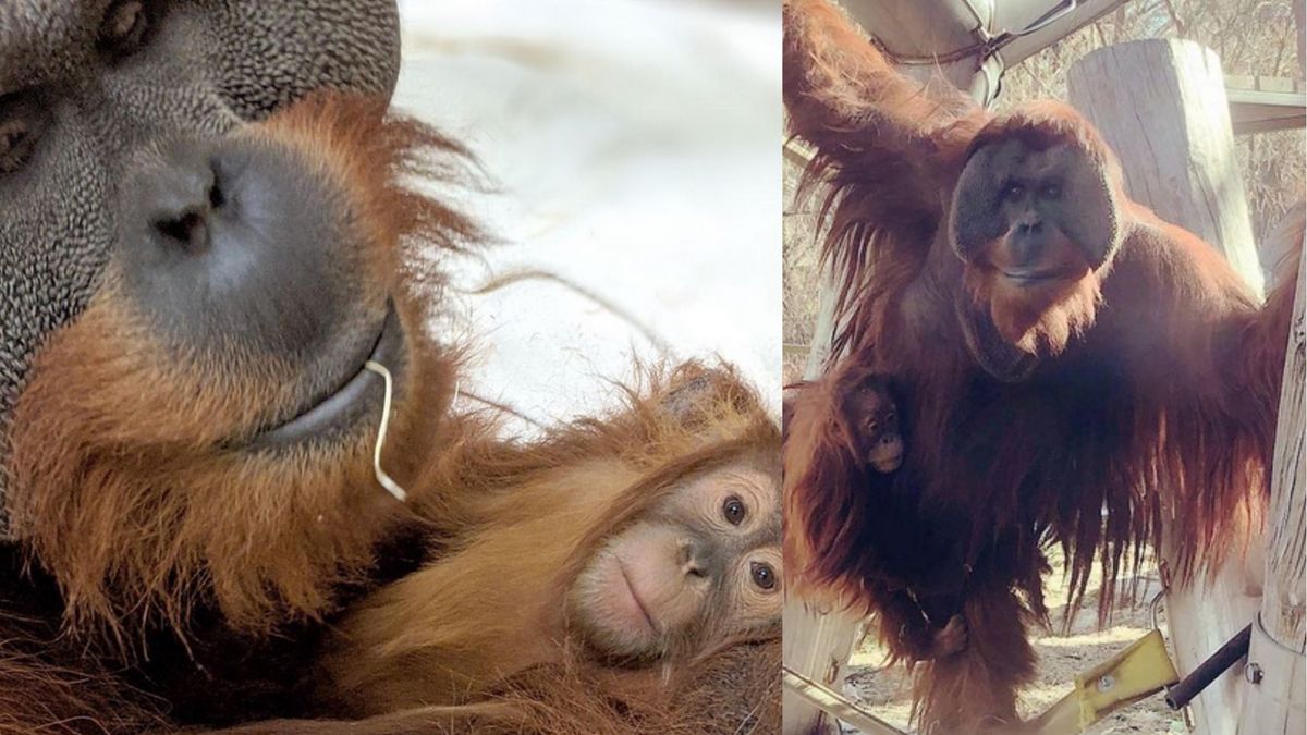 Orangutan opiekuje się swoim dzieckiem