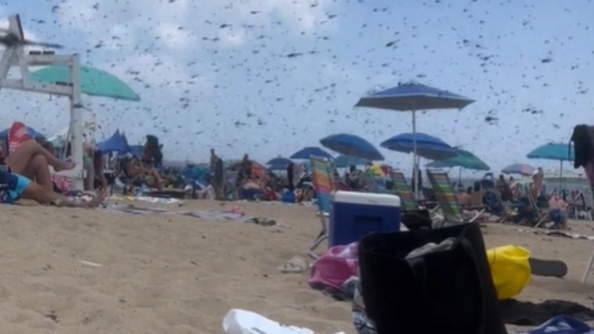 "Biblijna zaraza" w USA. Ludzie uciekali z plaży